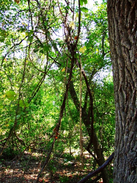 drumurile-dintre-sulina-letea-foto-2