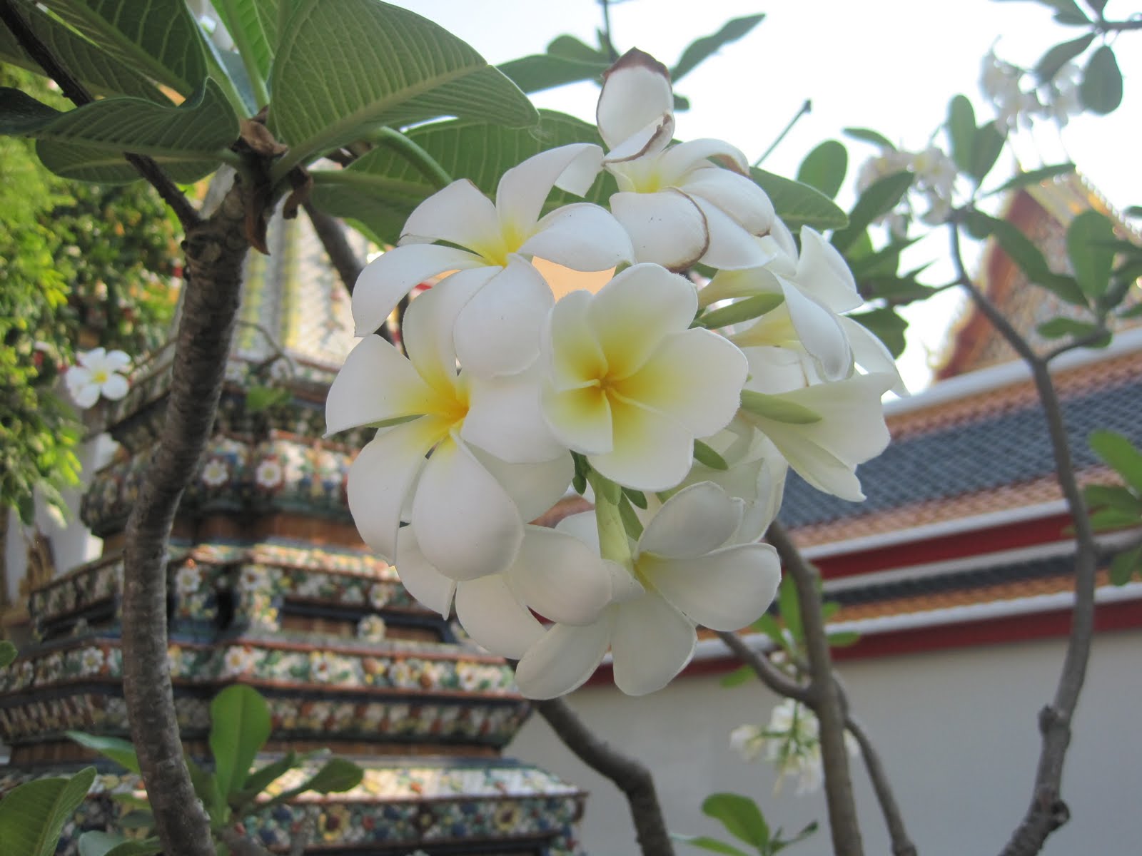 IMG 2105 - florile de frangipani