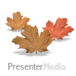three brown leaves jumping sm wm